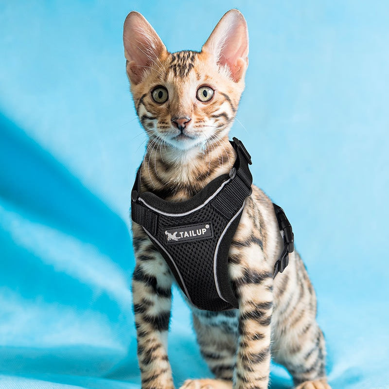 Bengal Cat Harness