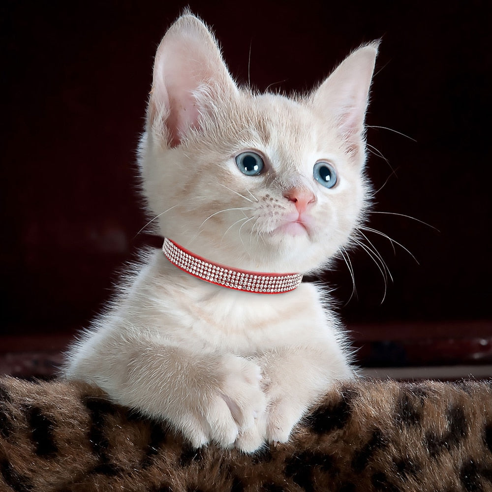 Bling Cat Collars