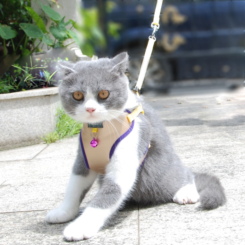 Cat Bell Walk Harness