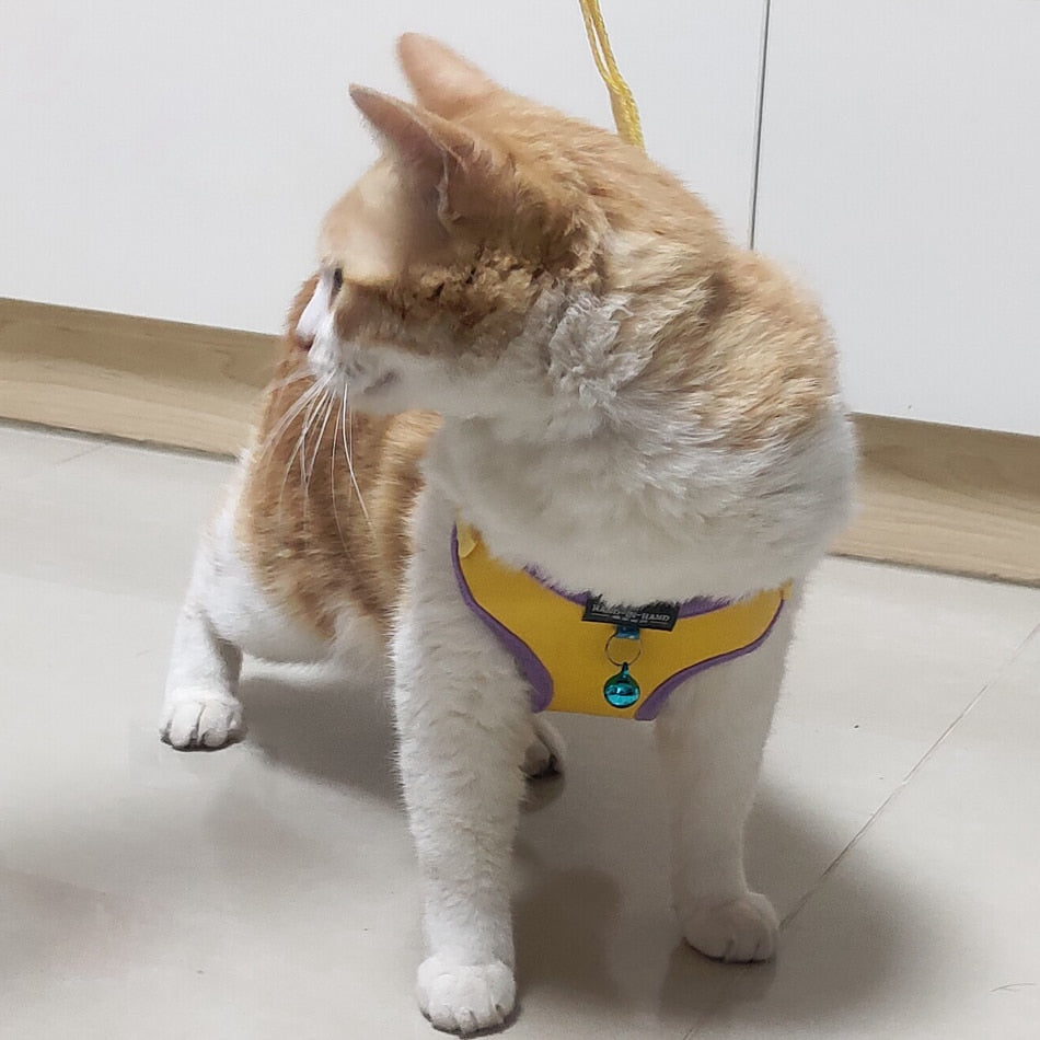 Cat Bell Walk Harness