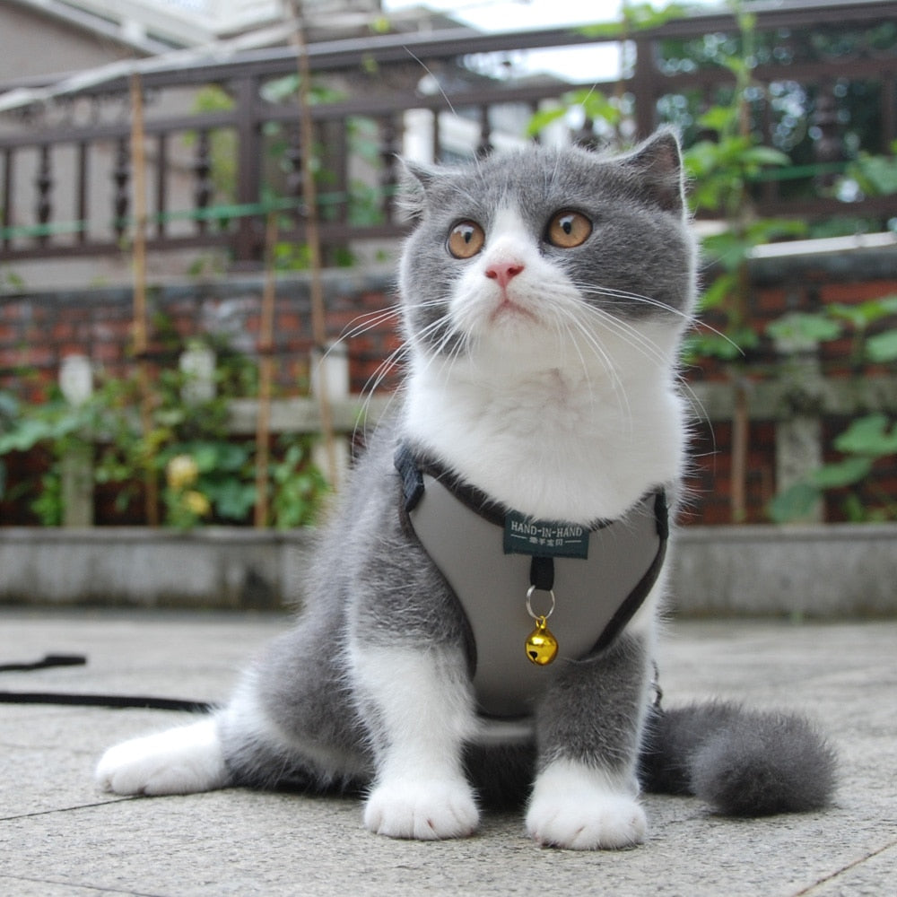 Cat Bell Walk Harness