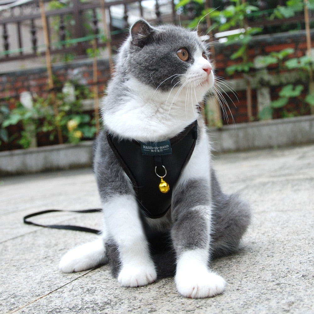 Cat Bell Walk Harness