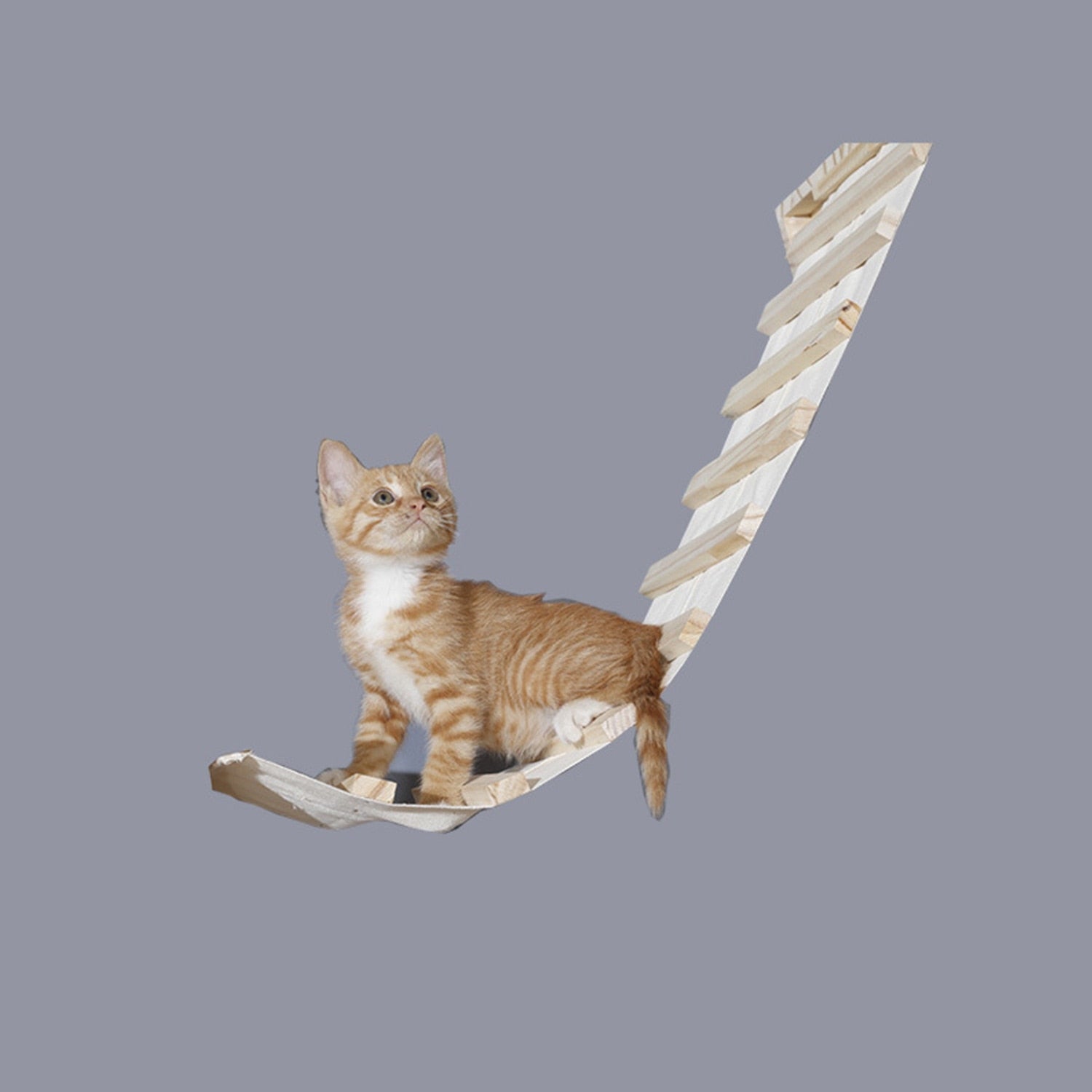 Cat Climbing Wall Platform