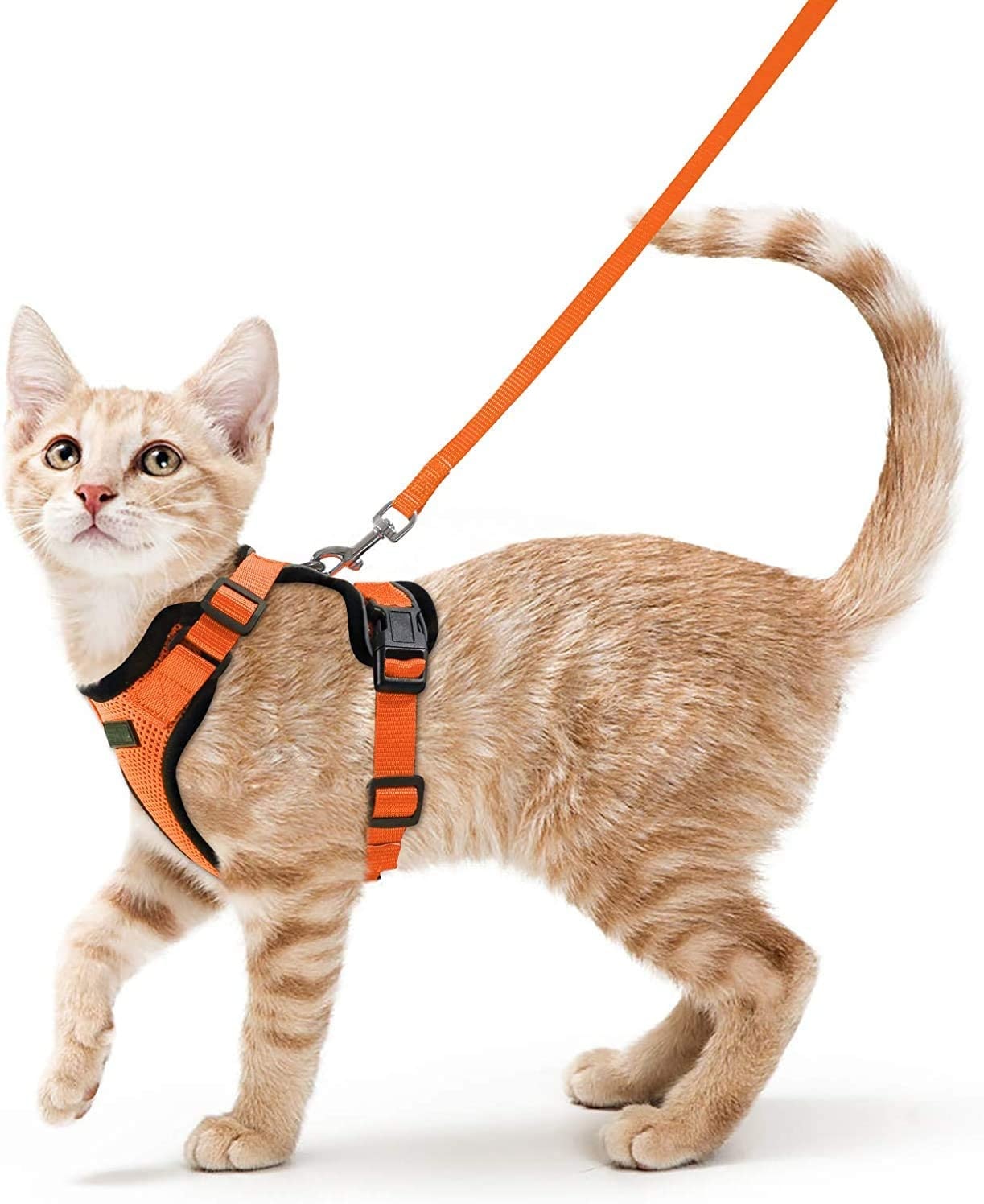 Cat Harness and Leash