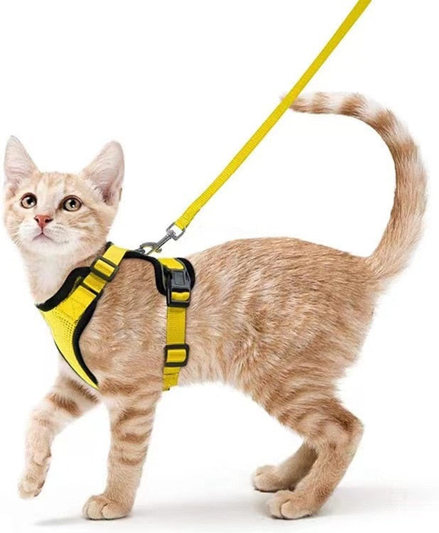 Cat Harness and Leash
