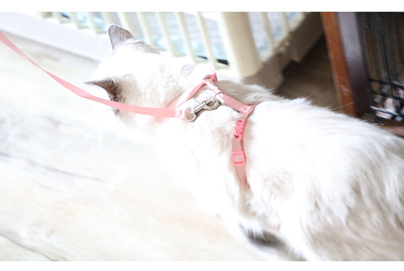 Cat Harness with Neck Buckle