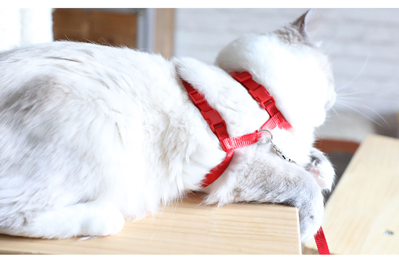 Cat Harness with Neck Buckle