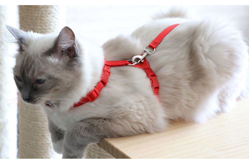 Cat Harness with Neck Buckle