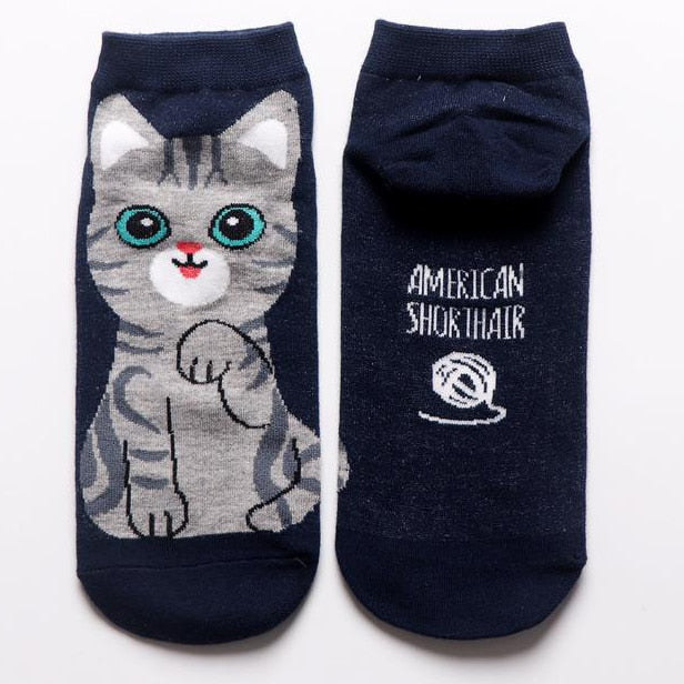 Cat in sock