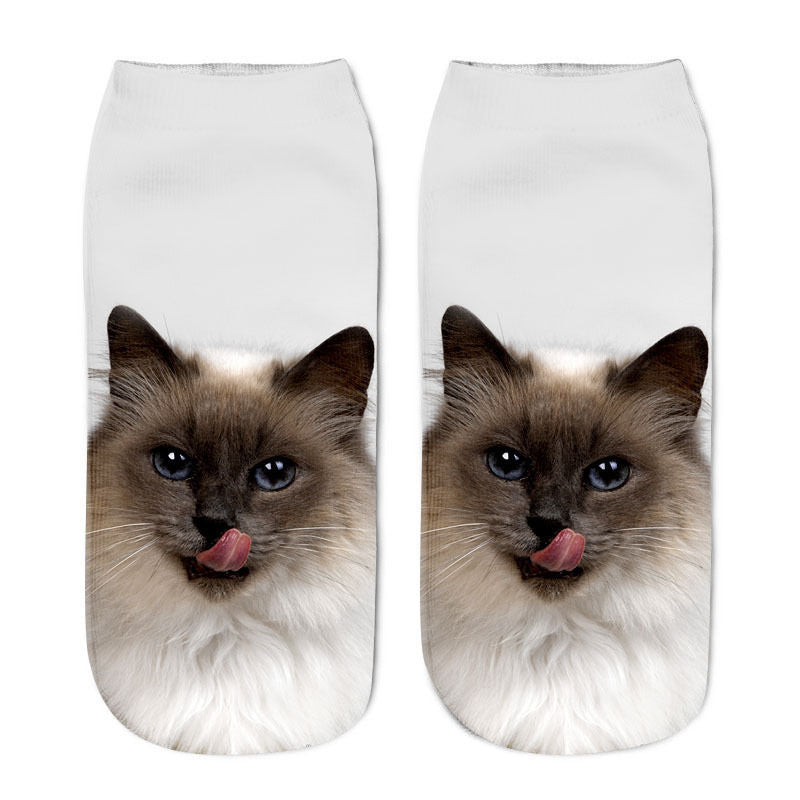 Cat in sock