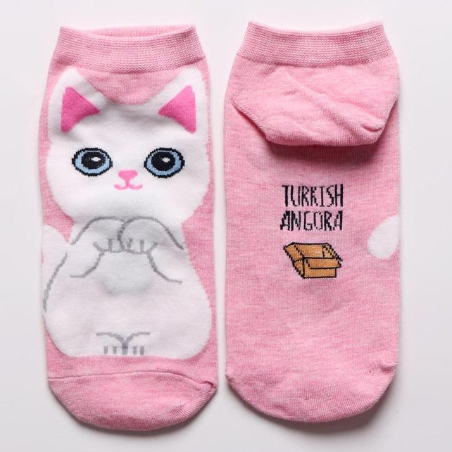 Cat in sock