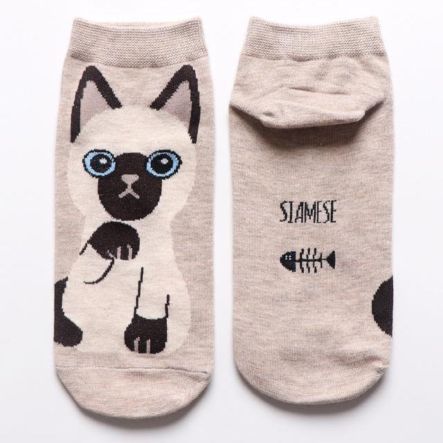 Cat in sock