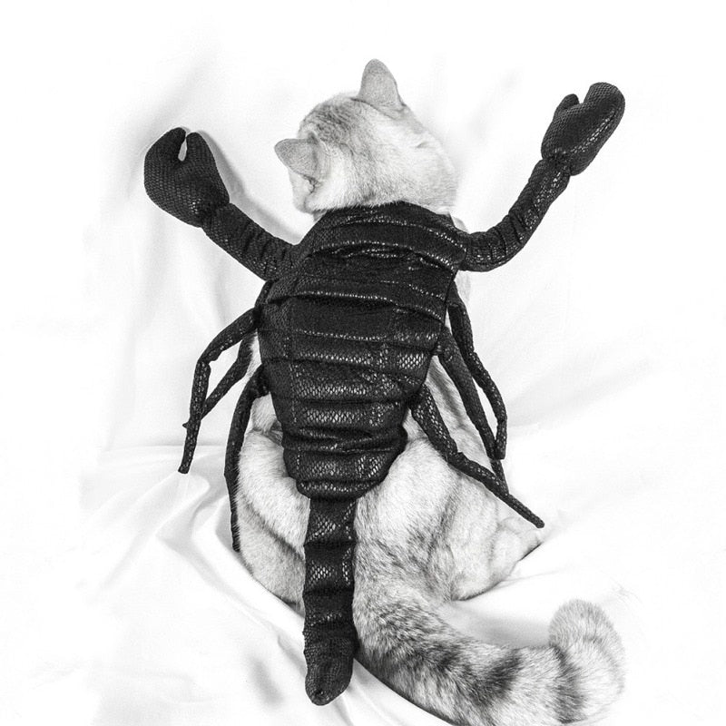 Costumes for Black Cats