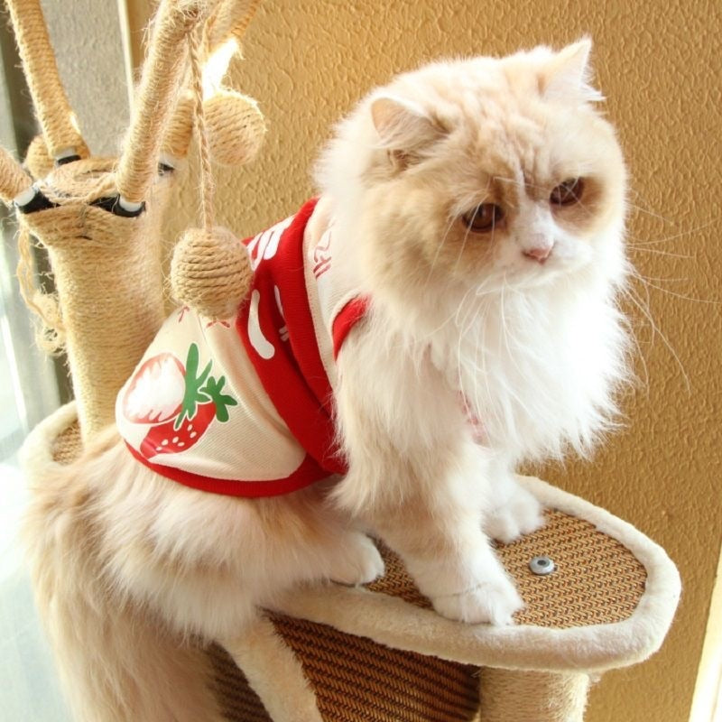 Cute Milk Clothes for Cats