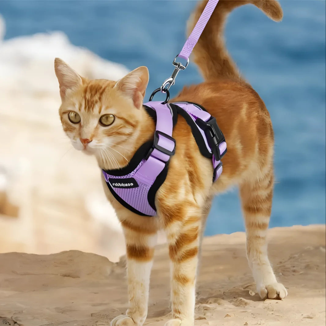 Pettorine per gatti regolabili e comode – guinzagli, imbracature e accessori per passeggiate sicure all’aperto con il tuo micio.