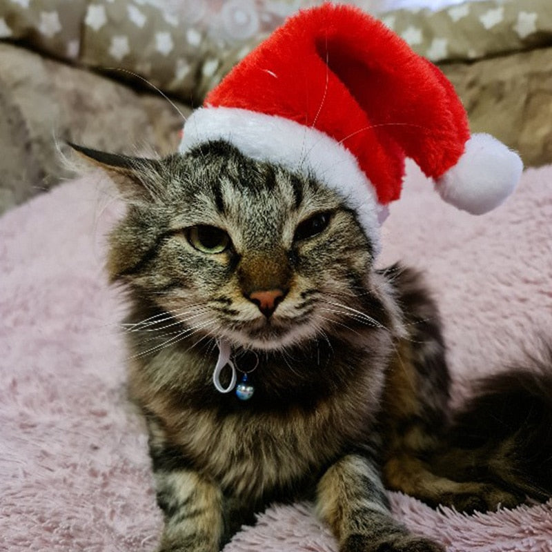 Santa Hats for Cats