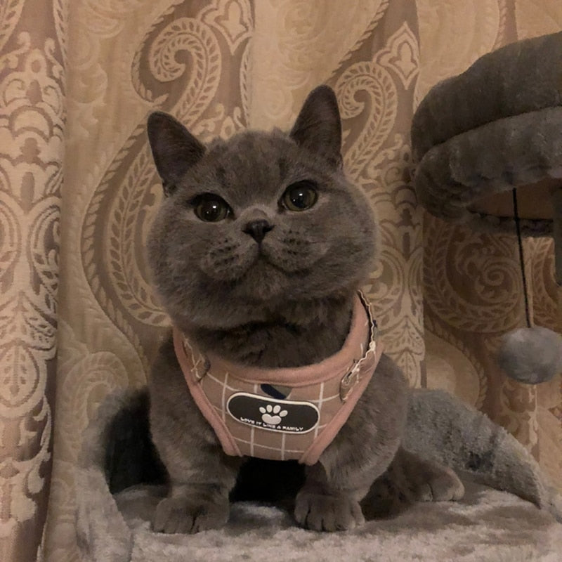 Secure Cat Harness