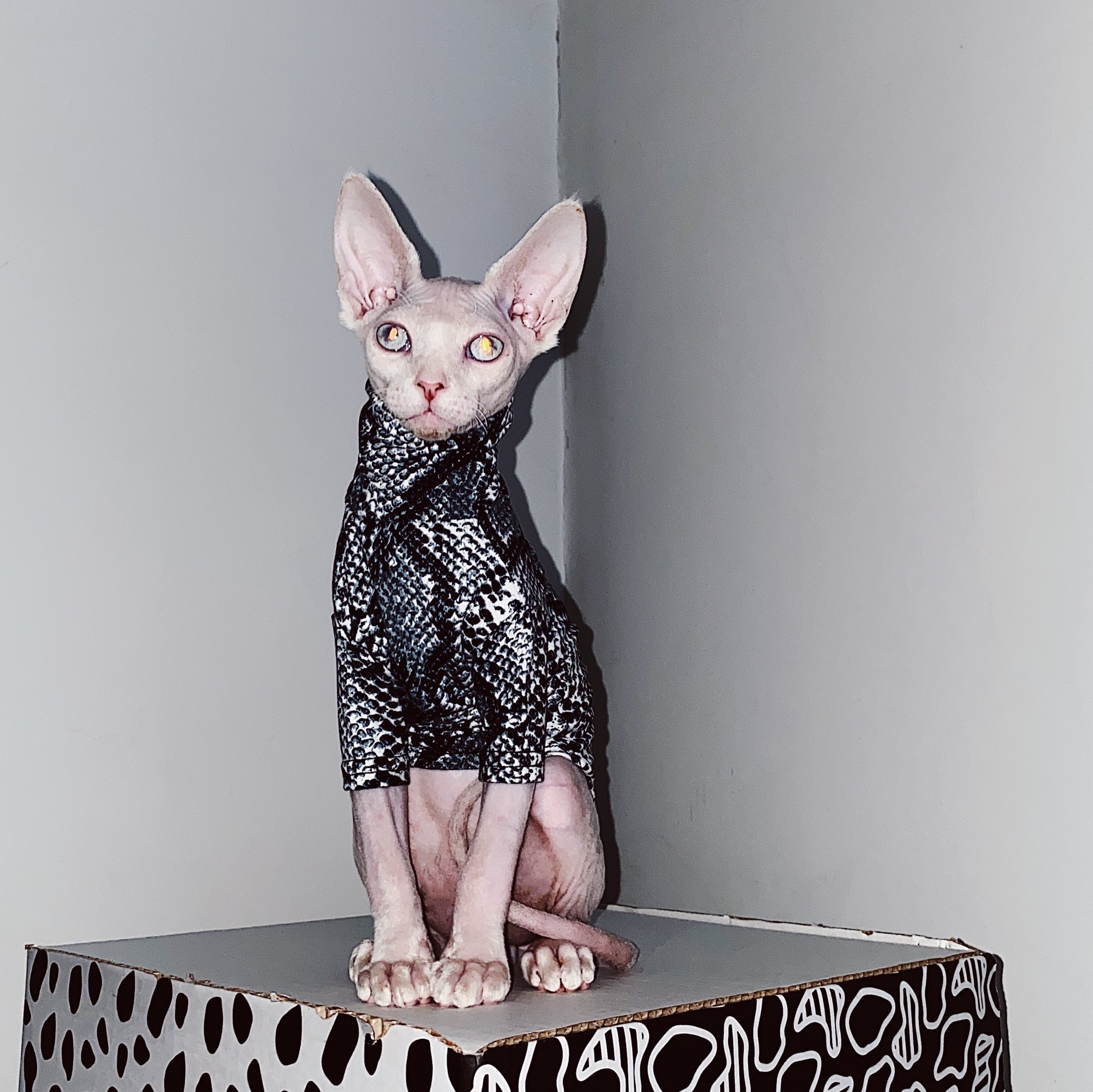 Shirts for Sphynx Cats