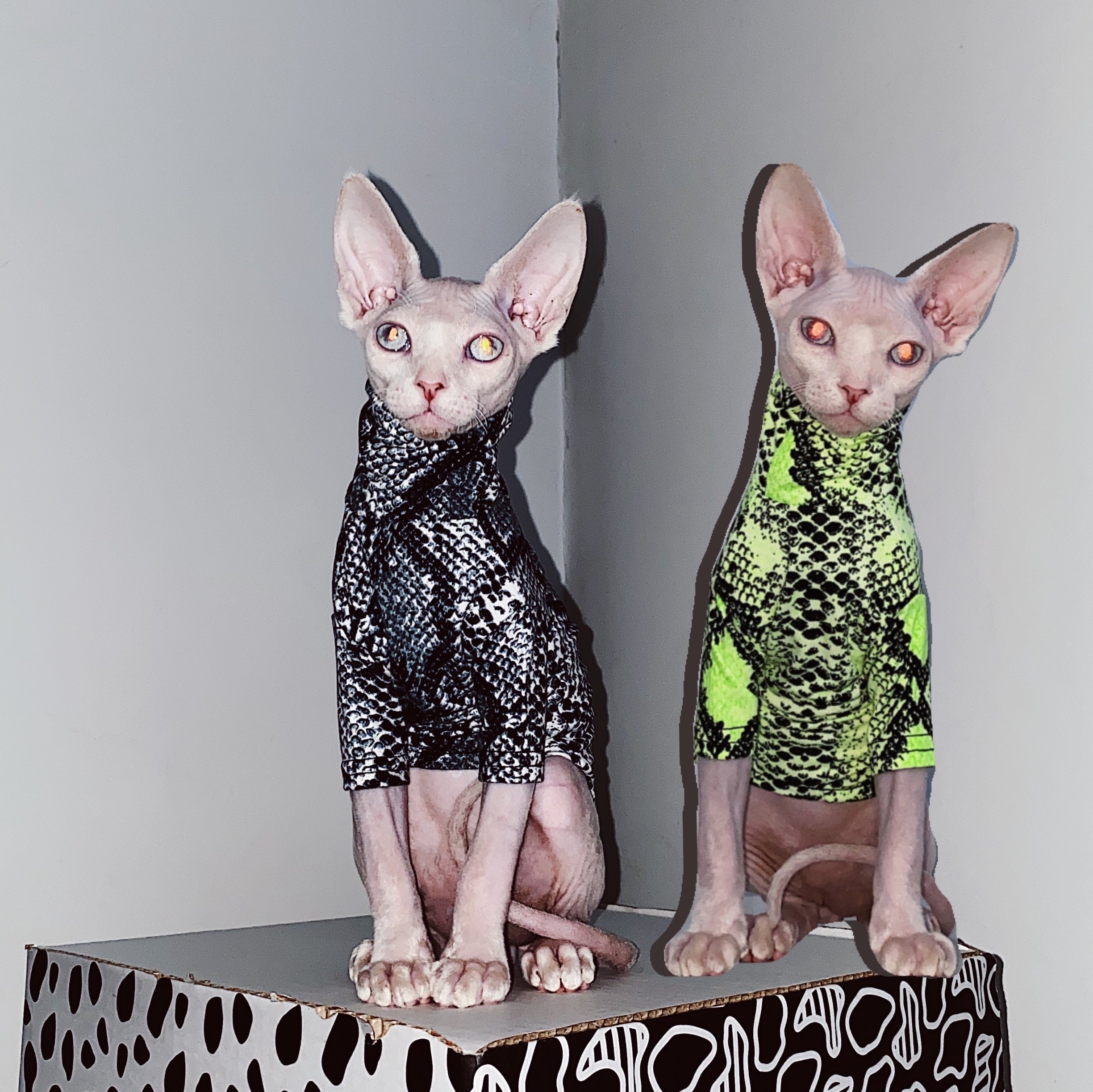 Shirts for Sphynx Cats