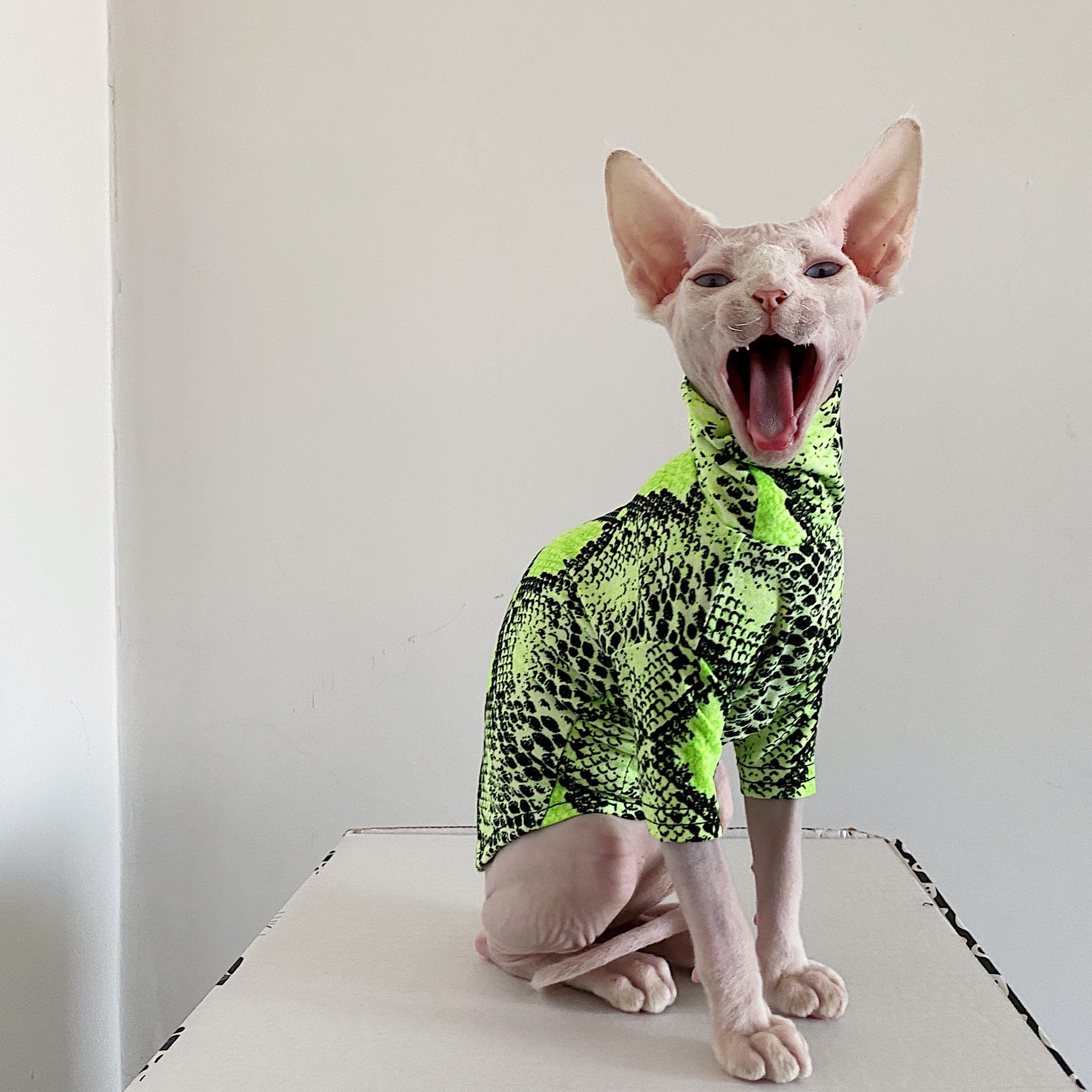 Shirts for Sphynx Cats