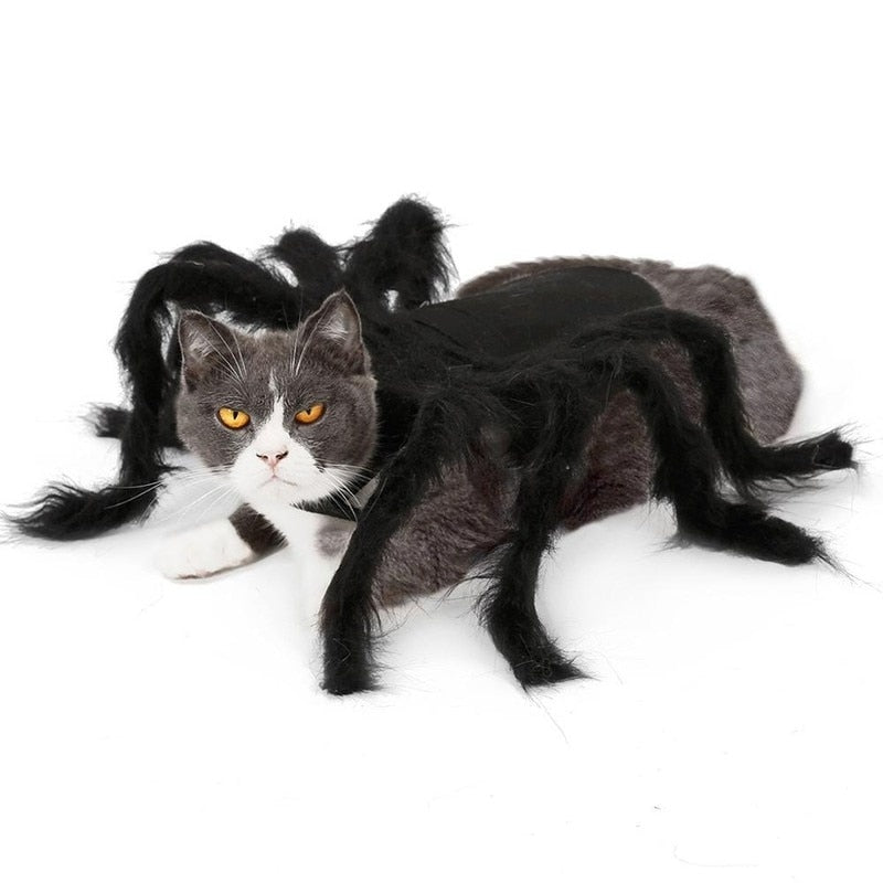 Spider Costume for Cat