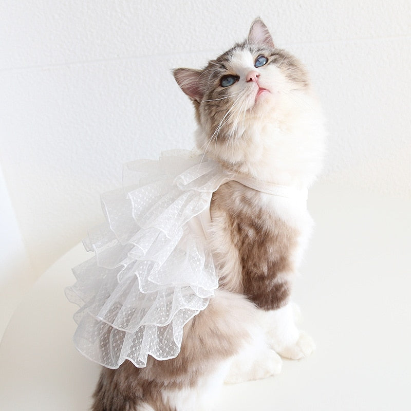 Spring Cat Dress