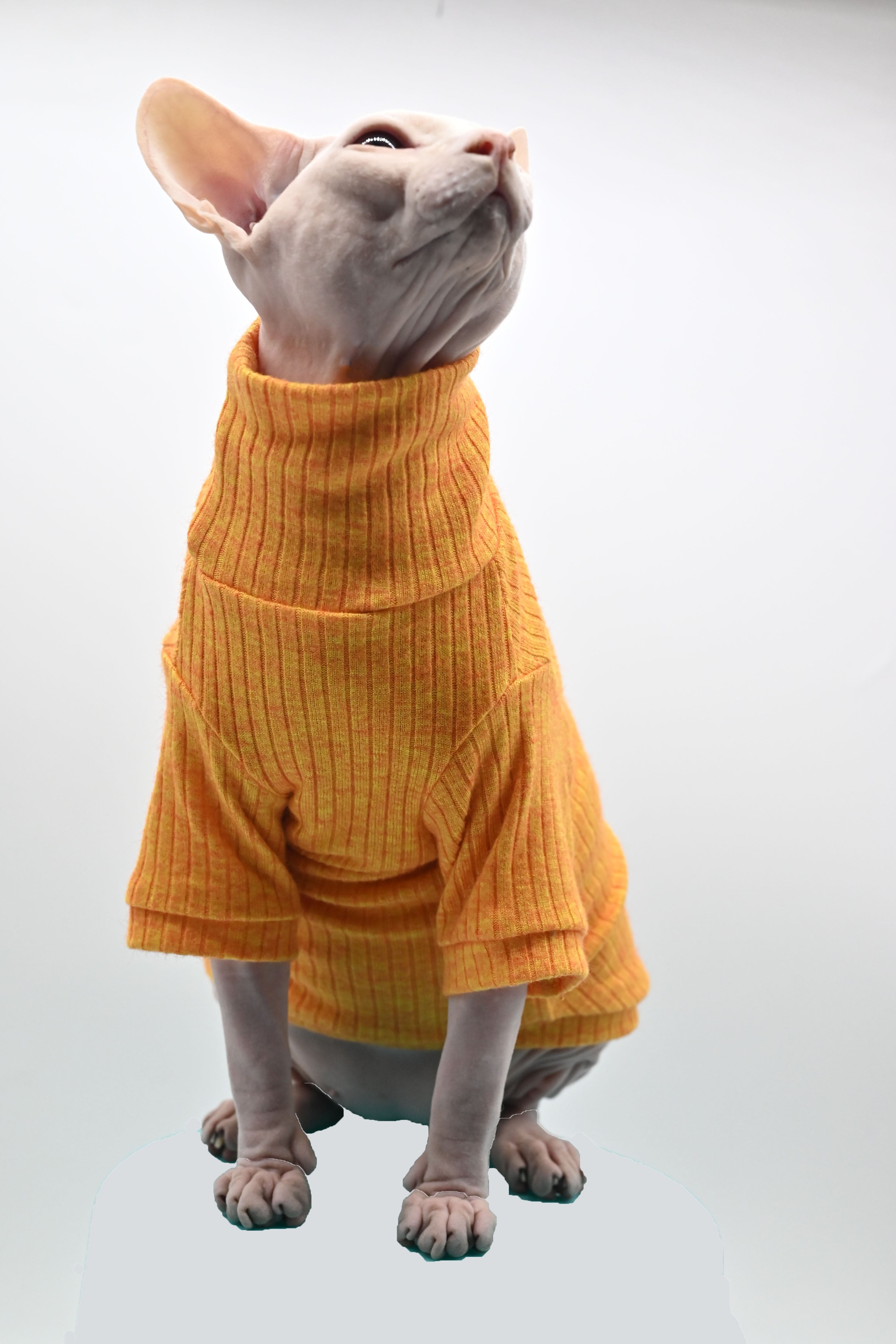 Winter Sphynx Cat Clothes