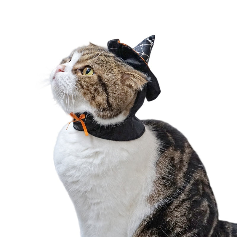 Witch Hat for Cat